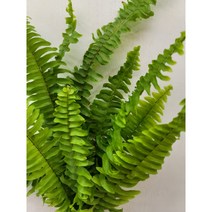 데일리꽃 보스톤고사리 소재 반단 한단 농장직송 택배