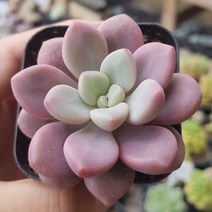 희귀 다육식물 모음 [특이하고 예쁜 11가지 다육이를 한눈에], 2번-폴라리하트