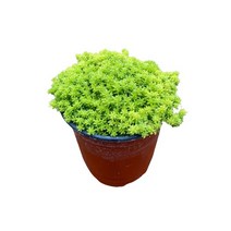 그린플랜트 공기정화식물 황금세덤 1+1