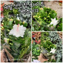 게발선인장 백조 화이트 012 랜덤 공기정화식물/미세먼지/공기정화효과 공기정화식물