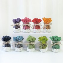 스칸디아모스 공기정화식물 자갈모스 화분 DIY 만들기키트 (11colors), 퍼플
