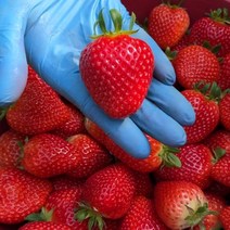 [당일출고] 고당도 경산 겨울 딸기 설향딸기 금실딸기 하동 딸기생딸기 킹스베리 1kg 왕특 특, 03. 설향 딸기 750g (30구)