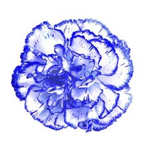 파랑필 카네이션 80x80cm 액자/ 장식 인테리어장식, 선택사항_캔버스 (옆면검정)