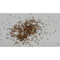 진달래씨앗 2g(200립), 1개