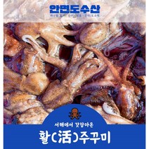안면도수산 서해 산지직송 활 쭈꾸미, 2kg