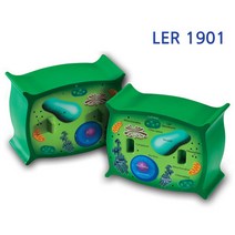 식물 세포 단면모 식물세포이해 과학교구 자연학습 어린이식물공부 식물세포공부 과학탐구 과학적학습 관찰력향상, 1세트