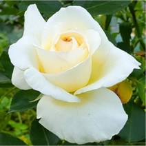 착한가격 나무생각 / 사계 명품 유럽 줄장미 / 스니왈츠 / 1~1.2m, 주