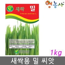 새싹 밀씨앗 1kg, 1개