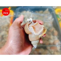 -어판장직송- 구룡포 자연산 백골뱅이(백고동) 당일조업~배송 생물(활), (소) 1kg