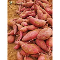 23년 햇고구마 비세척 해남고구마 꿀밤고구마 진율미 3kg5kg10kg, 꿀 고구마 한입 5kg(비세척), 1개