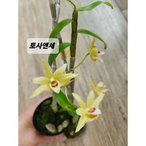 서양란 덴드로비움 토사엔세원종 2개묶음 석곡, 2개