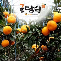 [귤담원] 서귀포 명품 천혜향 2kg 3kg 5kg, 03. 천혜향 2kg 대과(5-6과), 1박스