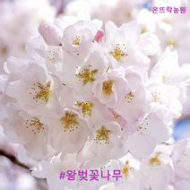 왕벚꽃나무(온뜨락농원) 접목1년생 상묘