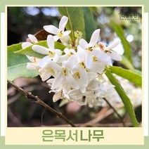 은목서나무 묘목 키60cm 포트묘 1개