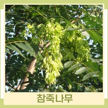 참죽나무 묘목 참중 실생2년생 뿌리묘 5개