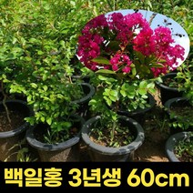 백일홍 3년생 60cm 개화주 목백일홍묘목 꽃 모종, 1개