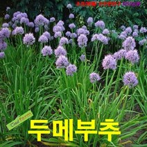 팝플라워 야생화 씨앗 두메부추 15립
