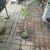 공룡꽃식물원(주) 황칠나무 외목대 50~80cm 289