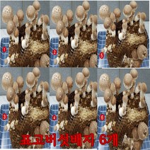 [P0000HAK] 사각 표고버섯 배지 6개묶음 학습 관찰 가정 아파트 재배 유치원 학교, 10세트