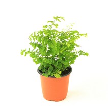 팡팡플랜트 실내 공기정화식물, 1개, 아디안텀(10cm)