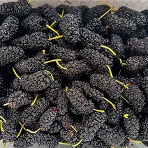 푸드맛봄 23년 고창 토종 냉동 오디 특품 과상 2호 1kg (트레이), 단일옵션