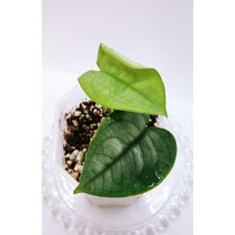 스킨답서스 루센스no.7 Scindapsus Lucens