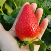 [당일수확] 경남 산청 설향 딸기 생딸기 킹스베리 1kg 제철 과일, 2_2. 킹스베리 왕특