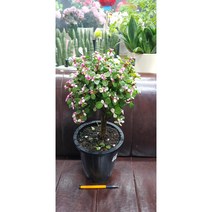 팅커벨 아악무(40cm), 1개