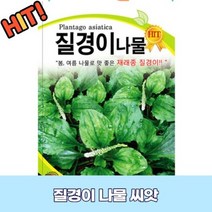 질경이 나물 씨앗 2000립 차전초 GR1