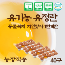 자연방사1등급달걀 관련 상품 TOP 추천 순위