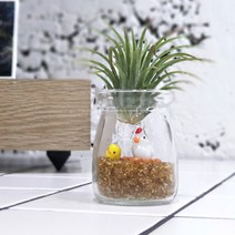 틸란 푸딩 꼬꼬 세트공기 정화피규어이오난사틸란드시아, 단품