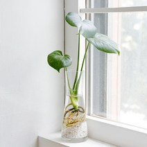 펫플랜트 몬스테라(소) 수경재배 세트 수중 수경 식물 물에서키우는식물, 몬스테라(소) + 투명 커브 화병 + 흰돌(종이컵2컵)