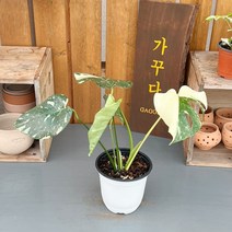 가꾸다 무늬몬스테라(무늬색생이 좋은아이~) 공기정화식물 식물인테리어 플랜테리어 홈데코, 1개