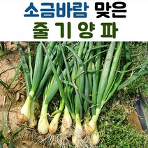 산지직송 줄기양파 3kg 5kg 10kg