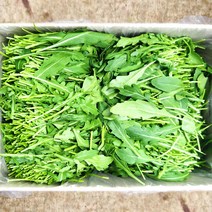 야채24닷컴 베이비루꼴라 100g, 1개