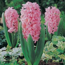 구근 / 히아신스(히야신스) 폰단트 /6개 kk590