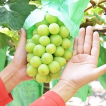 문경 우복산 고당도 샤인머스켓 2kg 제철과일 선물세트, 특품2kg 3송이