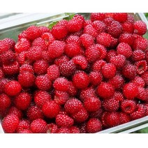 냉동 산딸기생과 4kg / 국내산 고산지대 냉동 생산딸기 산딸기 열매 2023년산 농원 직송