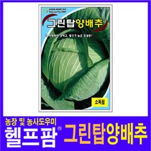 헬프팜 그린탑양배추 200립 씨앗 종자 그린하트바이오