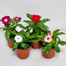 일일초 꽃모종 매일초 실내화초 야생화 봄꽃 자이오 화단 초화 조경 꽃화분, 핑크