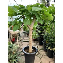 [박씨농원] 움베르타휘커스 굵은목대 /높이100~110