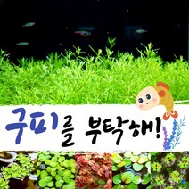 [미초] 구피를 부탁해! 유경+부상수초 세트 / 구피 수초 / 베타 수초 / 치어 수초 / 새우 수초 / 초보자 수초, 2. 로타라 그린 (20촉) + 부상수초 (3뿌리)