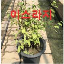 (성실농원)이스라지(산앵두)묘목 3년생(화분) 1그루