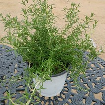 클리핑 로즈마리 / 15cm 식용 허브 식물 화분 분화 농장직영 공기정화 행잉플랜트 인테리어소품, 1개