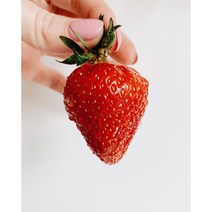 고령 프리미엄 설향 딸기 900g 1.8kg, 1.8kg(48~60구)