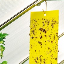 파리 해충 끈끈이 사각 트랩 방제 소 10매 DD-11147파리끈끈이 방제 파리트랩 곤충킬러 해충킬러 끈끈이트랩 해충방제 가든트랩 트랩 포충기, 상세페이지 참조, 단품