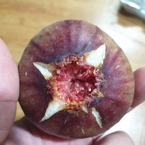 NAB 함평 무농약 생 무화과 1.2kg (600g x 2팩), 1개, 600gx2개