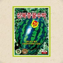 신복중 꿀수박씨 30립 수박 씨앗 대장 KS종묘