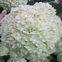 목수국 8종 묘목 포트묘 정원수 홈가드닝 베란다정원꾸미기 화이트라이트, 05.다이아몬드럿지, 1개