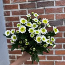 [꽃 마실] 생화(소재) 소국 한단 3가지 색상, 포드